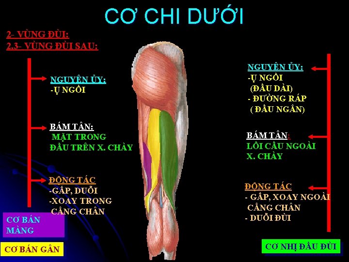 2 - VÙNG ĐÙI: 2. 3 - VÙNG ĐÙI SAU: CƠ CHI DƯỚI NGUYÊN