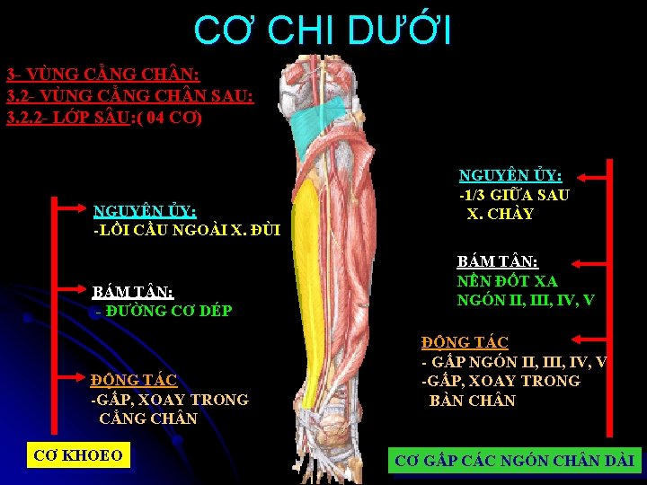 CƠ CHI DƯỚI 3 - VÙNG CẲNG CH N: 3. 2 - VÙNG CẲNG