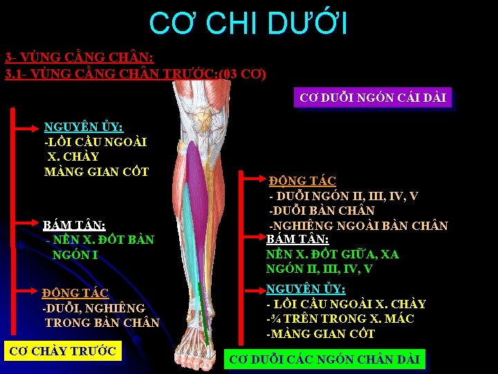 CƠ CHI DƯỚI 3 - VÙNG CẲNG CH N: 3. 1 - VÙNG CẲNG