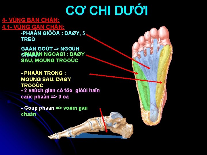 4 - VÙNG BÀN CH N: 4. 1 - VÙNG GAN CH N: CƠ