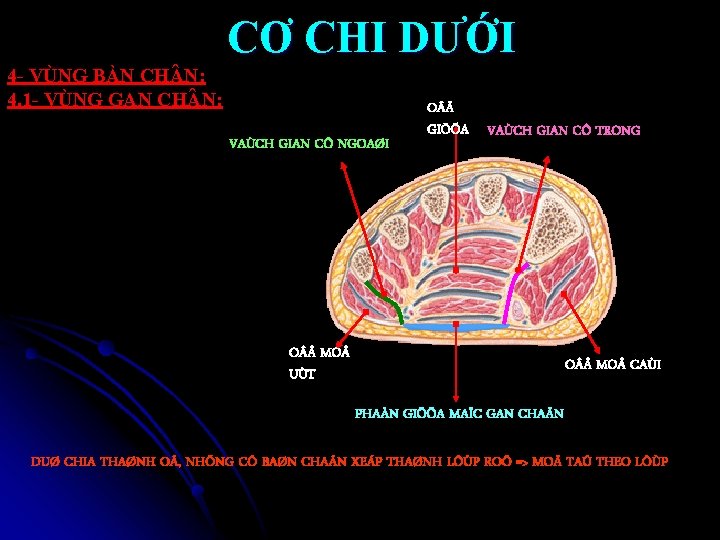 CƠ CHI DƯỚI 4 - VÙNG BÀN CH N: 4. 1 - VÙNG GAN