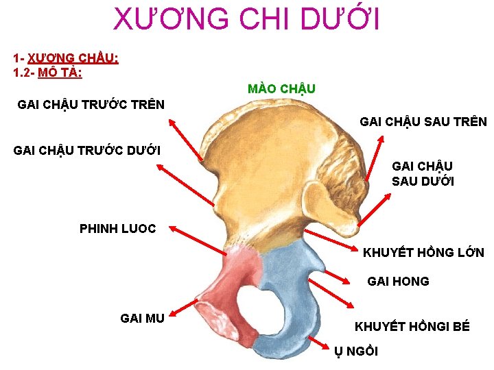 XƯƠNG CHI DƯỚI 1 - XƯƠNG CHẦU: 1. 2 - MÔ TẢ: MÀO CHẬU