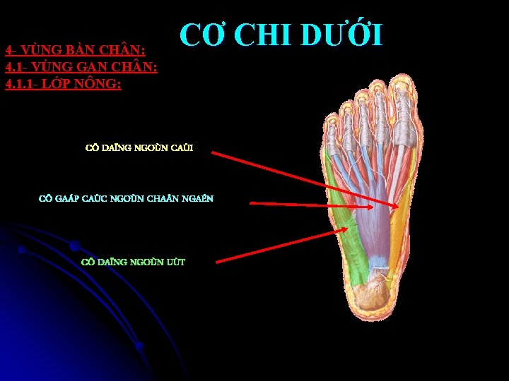 4 - VÙNG BÀN CH N: 4. 1 - VÙNG GAN CH N: 4.