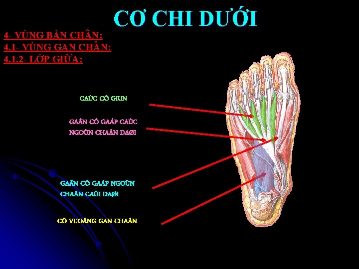 4 - VÙNG BÀN CH N: 4. 1 - VÙNG GAN CH N: 4.