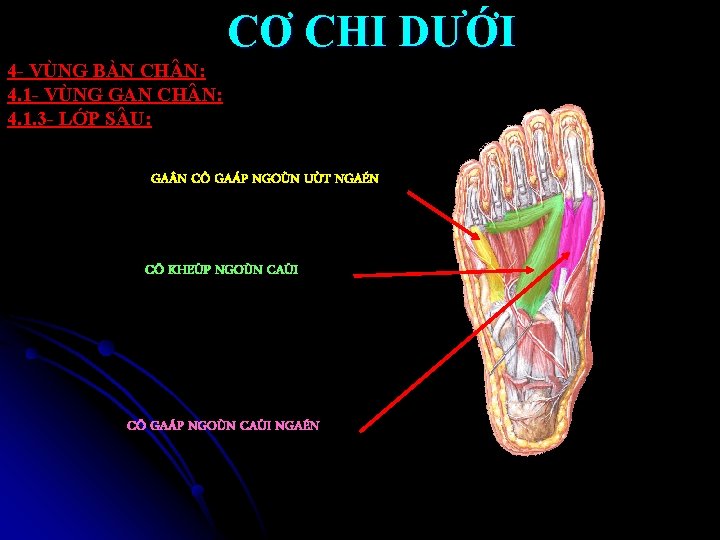 CƠ CHI DƯỚI 4 - VÙNG BÀN CH N: 4. 1 - VÙNG GAN