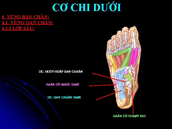 CƠ CHI DƯỚI 4 - VÙNG BÀN CH N: 4. 1 - VÙNG GAN