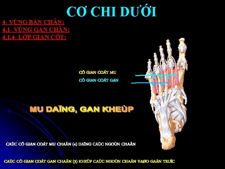 CƠ CHI DƯỚI 4 - VÙNG BÀN CH N: 4. 1 - VÙNG GAN