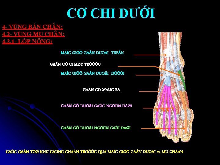CƠ CHI DƯỚI 4 - VÙNG BÀN CH N: 4. 2 - VÙNG MU