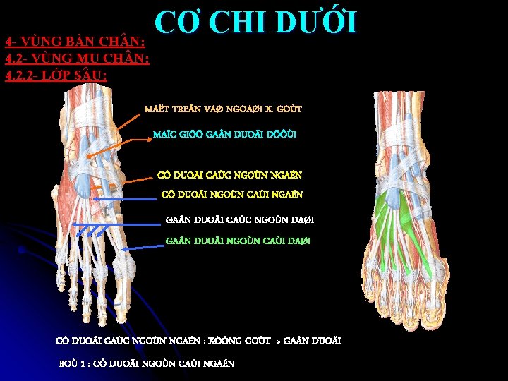 CƠ CHI DƯỚI 4 - VÙNG BÀN CH N: 4. 2 - VÙNG MU