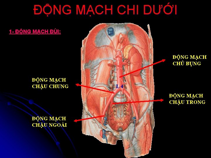 ĐỘNG MẠCH CHI DƯỚI 1 - ĐỘNG MẠCH ĐÙI: ĐỘNG MẠCH CHỦ BỤNG ĐỘNG