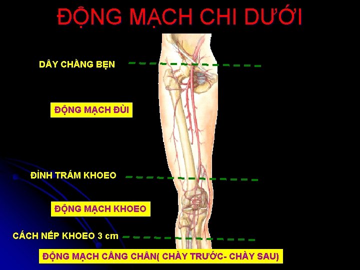 ĐỘNG MẠCH CHI DƯỚI D Y CHẰNG BẸN ĐỘNG MẠCH ĐÙI ĐỈNH TRÁM KHOEO