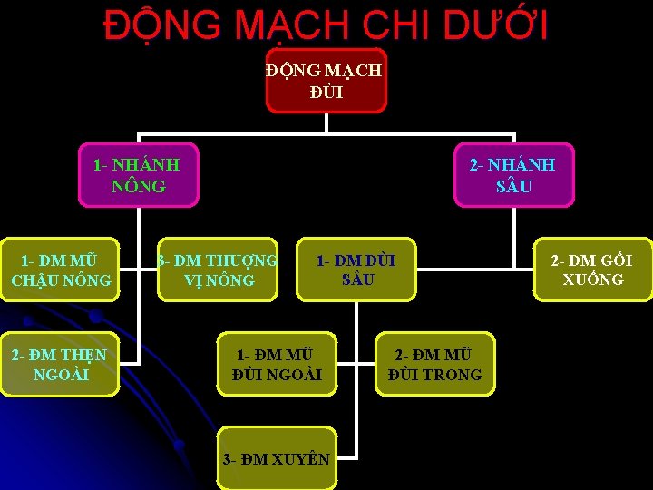 ĐỘNG MẠCH CHI DƯỚI ĐỘNG MẠCH ĐÙI 1 - NHÁNH NÔNG 1 - ĐM