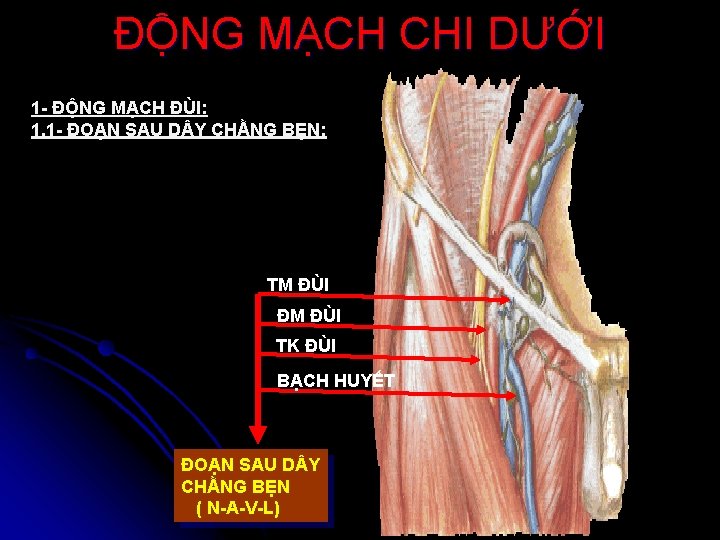 ĐỘNG MẠCH CHI DƯỚI 1 - ĐỘNG MẠCH ĐÙI: 1. 1 - ĐOẠN SAU
