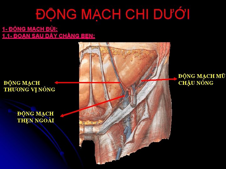 ĐỘNG MẠCH CHI DƯỚI 1 - ĐỘNG MẠCH ĐÙI: 1. 1 - ĐOẠN SAU