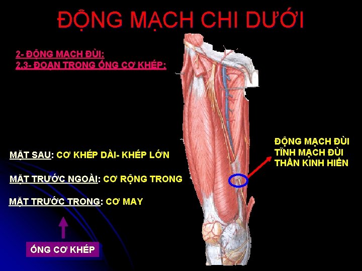 ĐỘNG MẠCH CHI DƯỚI 2 - ĐỘNG MẠCH ĐÙI: 2. 3 - ĐOẠN TRONG