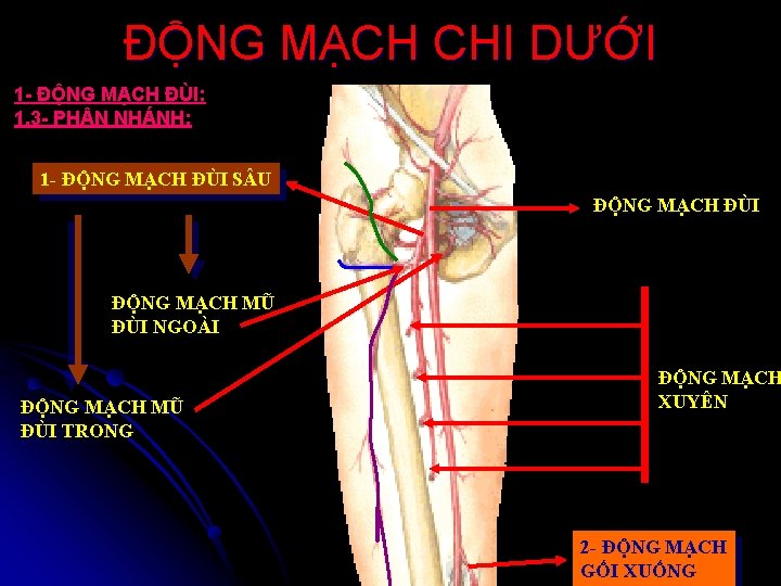 ĐỘNG MẠCH CHI DƯỚI 1 - ĐỘNG MẠCH ĐÙI: 1. 3 - PH N