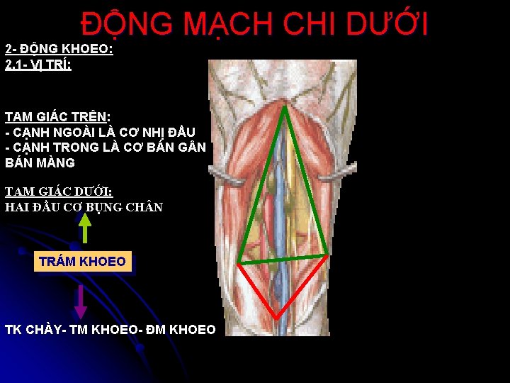 ĐỘNG MẠCH CHI DƯỚI 2 - ĐỘNG KHOEO: 2. 1 - VỊ TRÍ: TAM