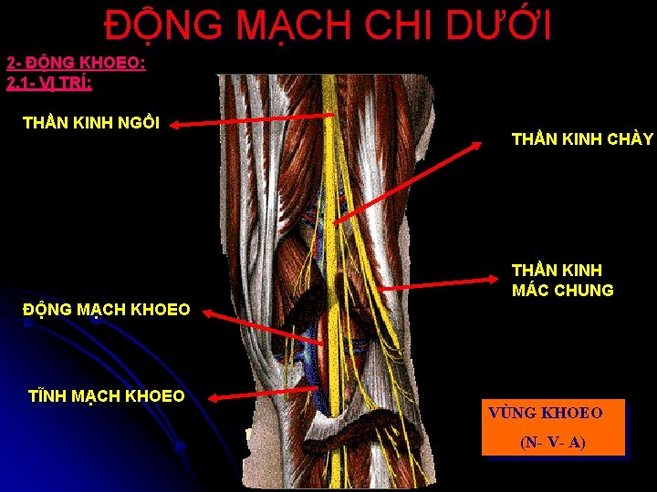 ĐỘNG MẠCH CHI DƯỚI 2 - ĐỘNG KHOEO: 2. 1 - VỊ TRÍ: THẦN