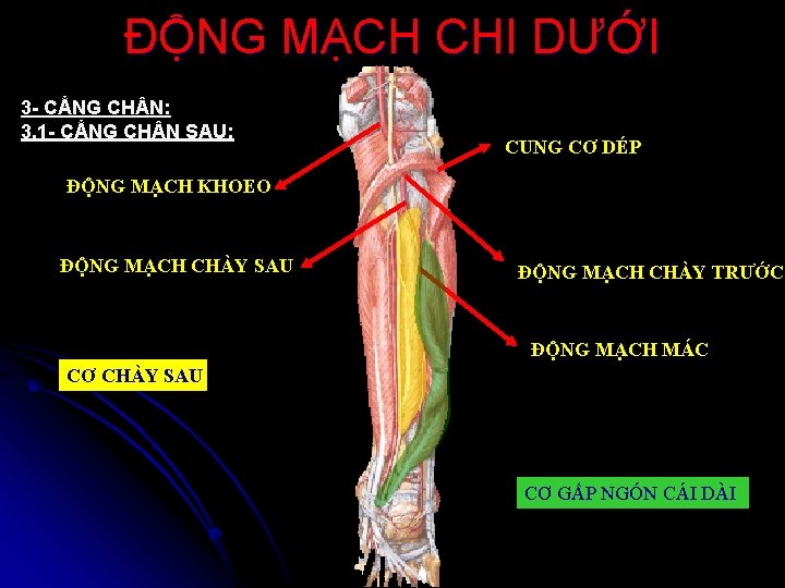 ĐỘNG MẠCH CHI DƯỚI 3 - CẲNG CH N: 3. 1 - CẲNG CH