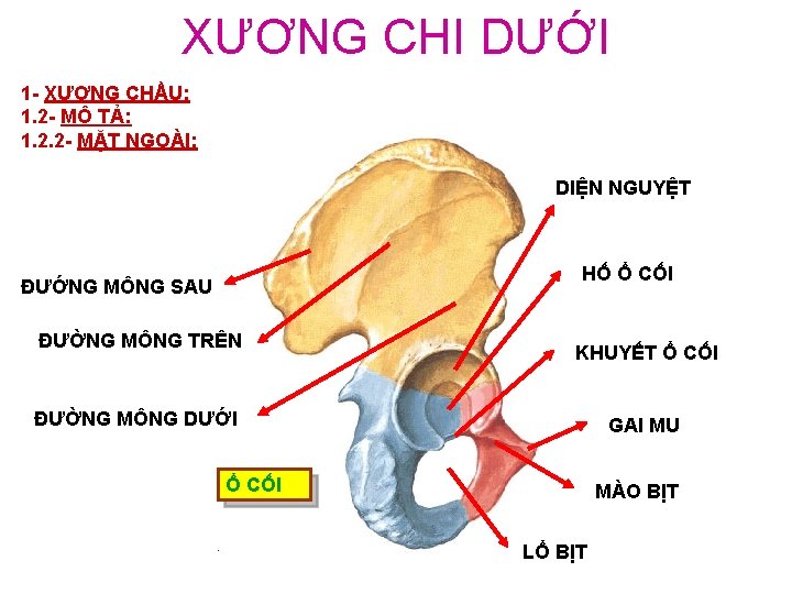 XƯƠNG CHI DƯỚI 1 - XƯƠNG CHẦU: 1. 2 - MÔ TẢ: 1. 2.