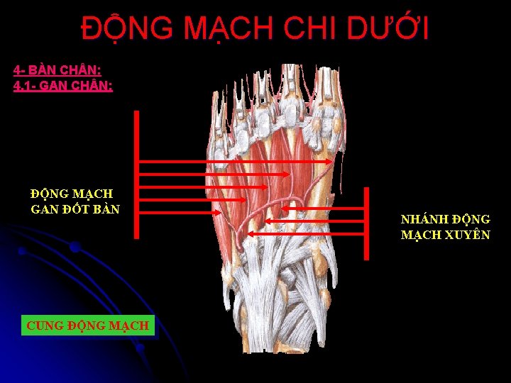 ĐỘNG MẠCH CHI DƯỚI 4 - BÀN CH N: 4. 1 - GAN CH