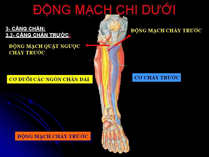 ĐỘNG MẠCH CHI DƯỚI 3 - CẲNG CH N: 3. 2 - CẲNG CH