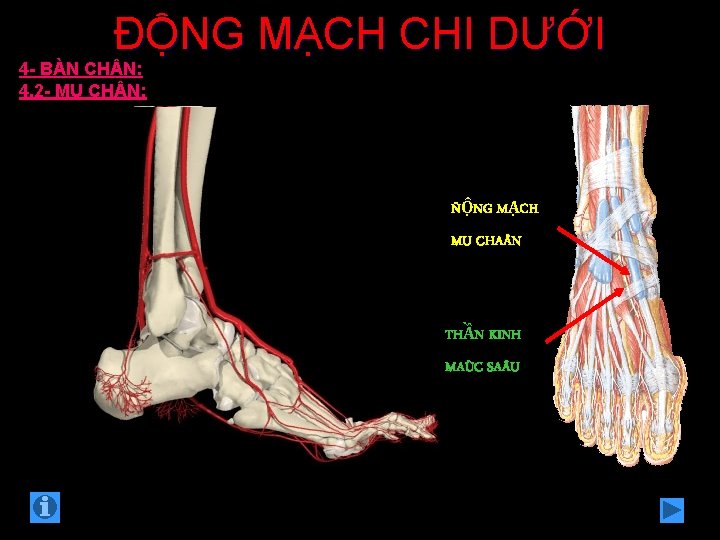 ĐỘNG MẠCH CHI DƯỚI 4 - BÀN CH N: 4. 2 - MU CH