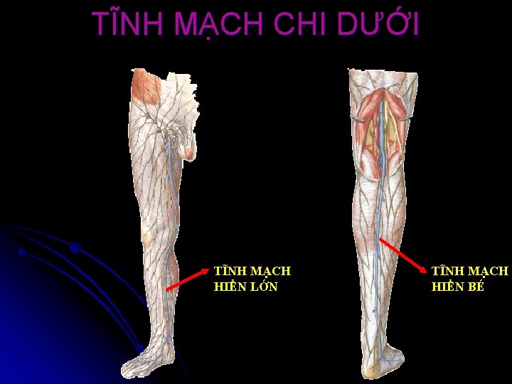 TĨNH MẠCH CHI DƯỚI TĨNH MẠCH HIỂN LỚN TĨNH MẠCH HIỂN BÉ 