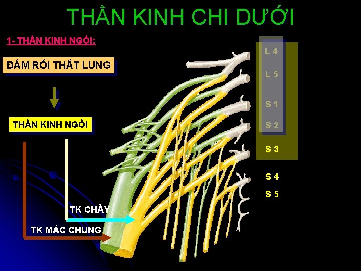 THẦN KINH CHI DƯỚI 1 - THẦN KINH NGỒI: L 4 ĐÁM RỐI THẮT