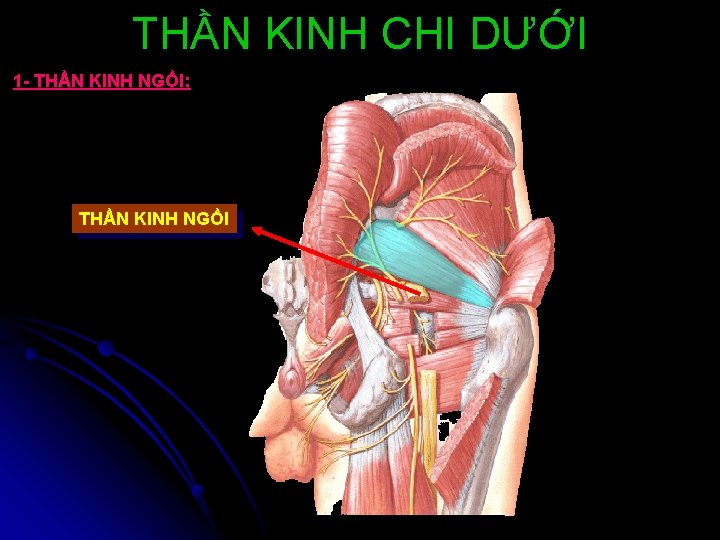 THẦN KINH CHI DƯỚI 1 - THẦN KINH NGỒI: THẦN KINH NGỒI 