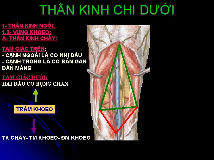 THẦN KINH CHI DƯỚI 1 - THẦN KINH NGỒI: 1. 3 - VÙNG KHOEO: