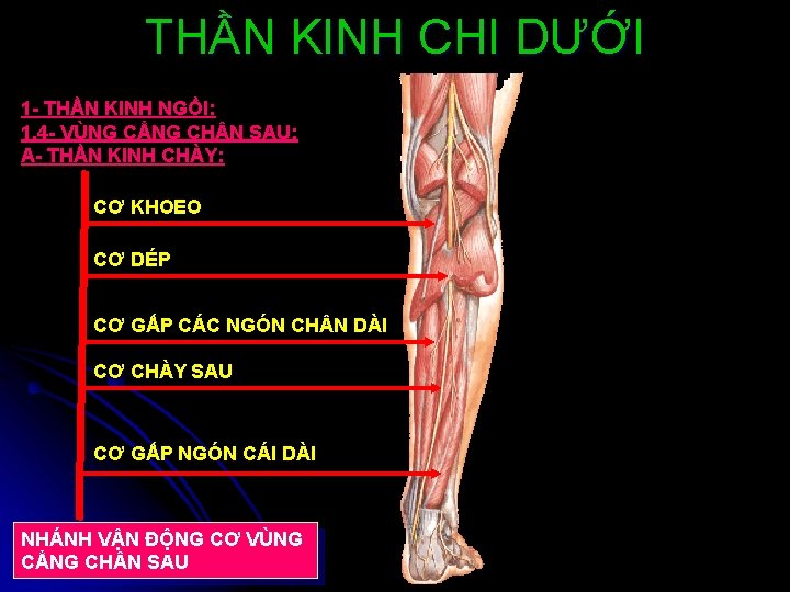 THẦN KINH CHI DƯỚI 1 - THẦN KINH NGỒI: 1. 4 - VÙNG CẲNG