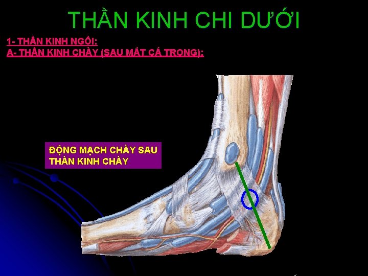 THẦN KINH CHI DƯỚI 1 - THẦN KINH NGỒI: A- THẦN KINH CHÀY (SAU