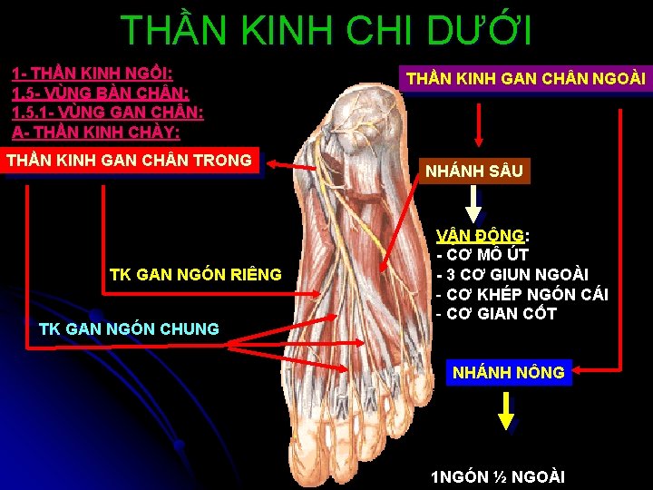 THẦN KINH CHI DƯỚI 1 - THẦN KINH NGỒI: 1. 5 - VÙNG BÀN