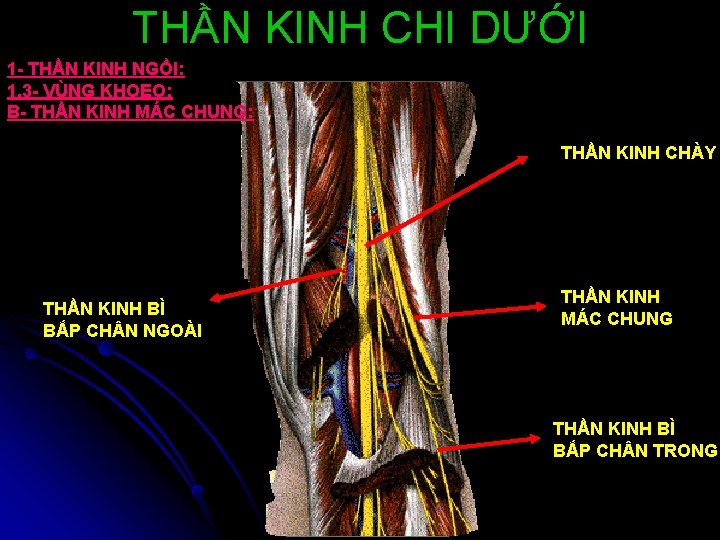 THẦN KINH CHI DƯỚI 1 - THẦN KINH NGỒI: 1. 3 - VÙNG KHOEO: