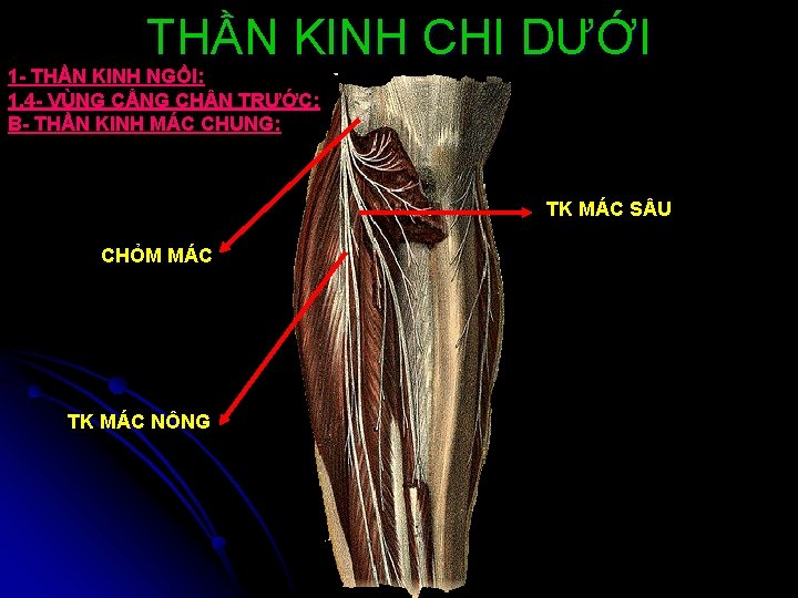 THẦN KINH CHI DƯỚI 1 - THẦN KINH NGỒI: 1. 4 - VÙNG CẲNG