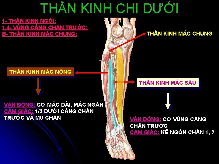 THẦN KINH CHI DƯỚI 1 - THẦN KINH NGỒI: 1. 4 - VÙNG CẲNG