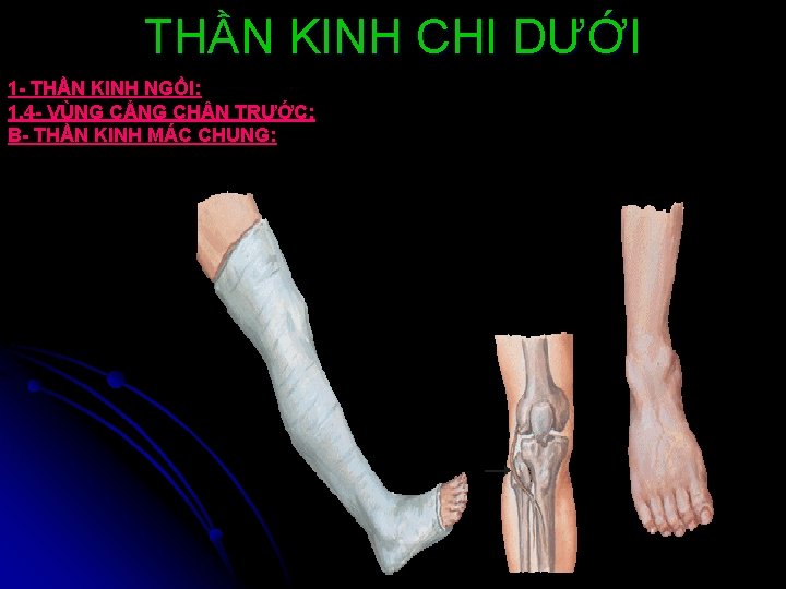 THẦN KINH CHI DƯỚI 1 - THẦN KINH NGỒI: 1. 4 - VÙNG CẲNG