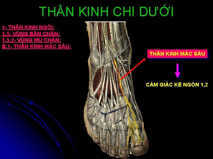 THẦN KINH CHI DƯỚI 1 - THẦN KINH NGỒI: 1. 5 - VÙNG BÀN