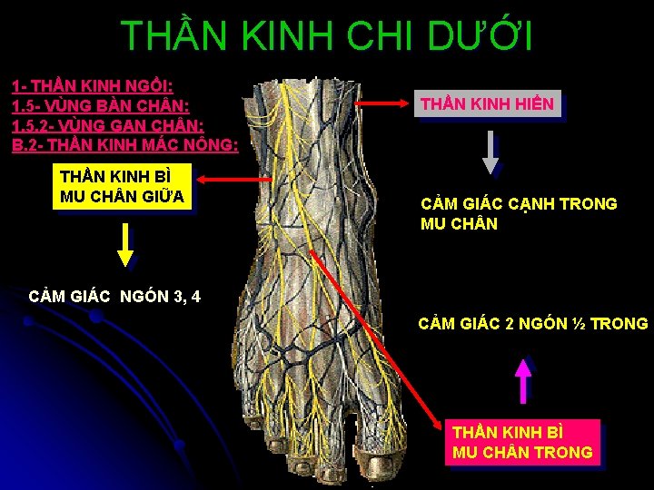 THẦN KINH CHI DƯỚI 1 - THẦN KINH NGỒI: 1. 5 - VÙNG BÀN