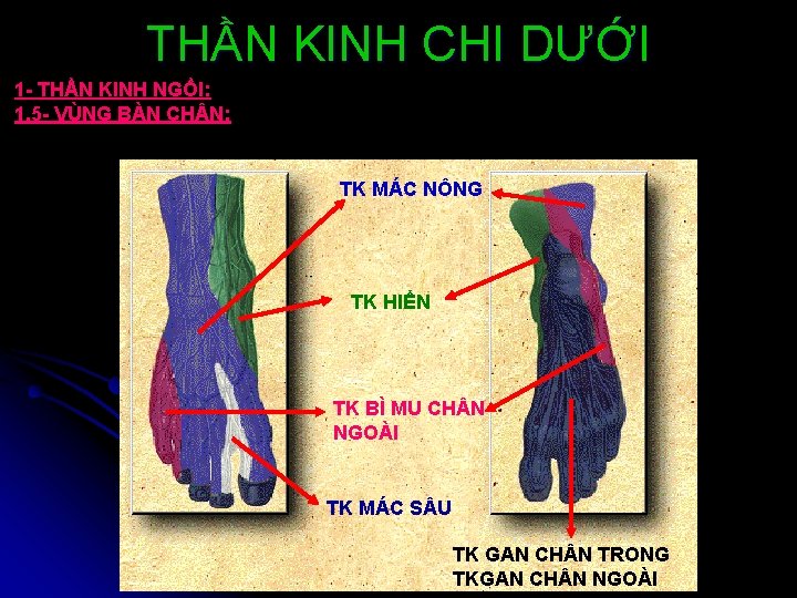 THẦN KINH CHI DƯỚI 1 - THẦN KINH NGỒI: 1. 5 - VÙNG BÀN