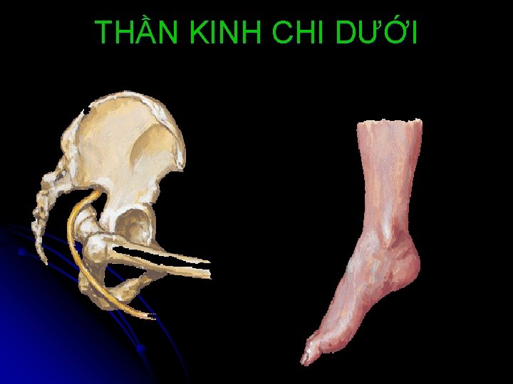 THẦN KINH CHI DƯỚI 