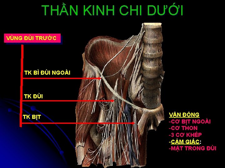 THẦN KINH CHI DƯỚI VÙNG ĐÙI TRƯỚC TK BÌ ĐÙI NGOÀI TK ĐÙI TK