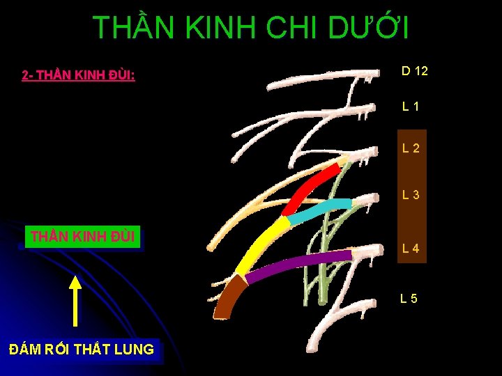 THẦN KINH CHI DƯỚI 2 - THẦN KINH ĐÙI: D 12 L 1 L