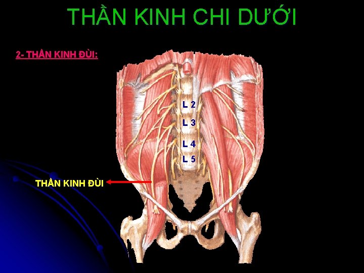 THẦN KINH CHI DƯỚI 2 - THẦN KINH ĐÙI: L 2 L 3 L