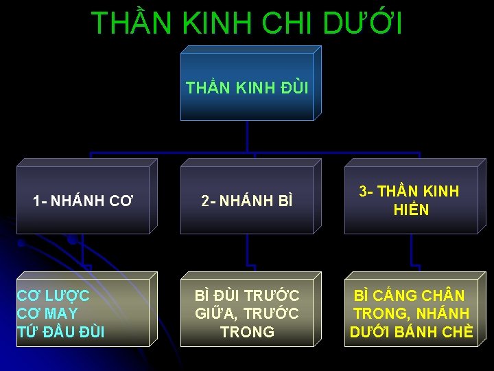 THẦN KINH CHI DƯỚI THẦN KINH ĐÙI 1 - NHÁNH CƠ CƠ LƯỢC CƠ