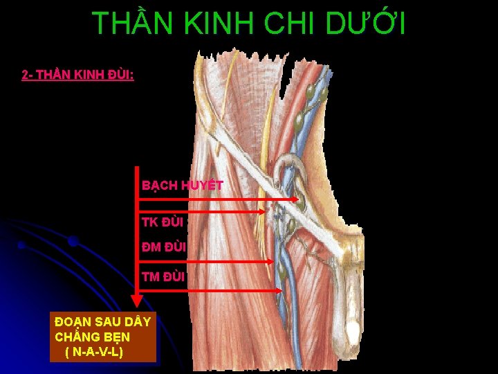 THẦN KINH CHI DƯỚI 2 - THẦN KINH ĐÙI: BẠCH HUYẾT TK ĐÙI ĐM