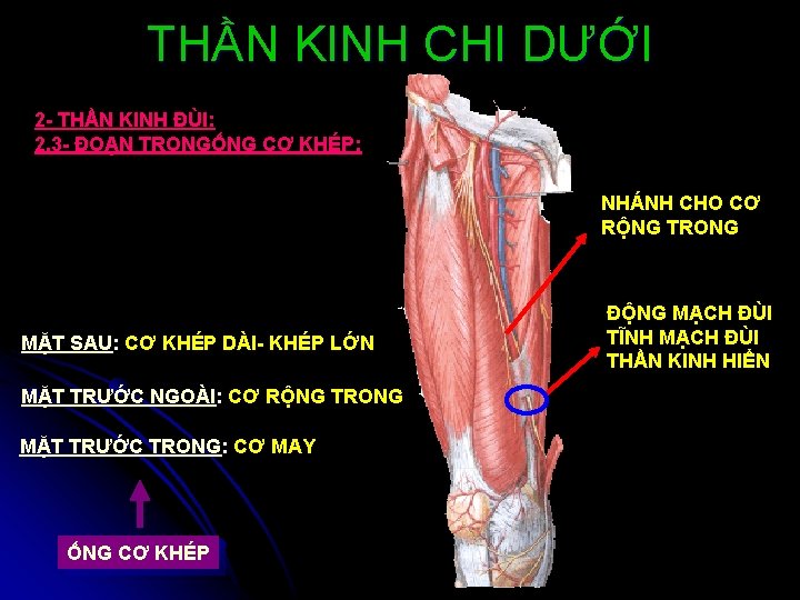 THẦN KINH CHI DƯỚI 2 - THẦN KINH ĐÙI: 2. 3 - ĐOẠN TRONGỐNG