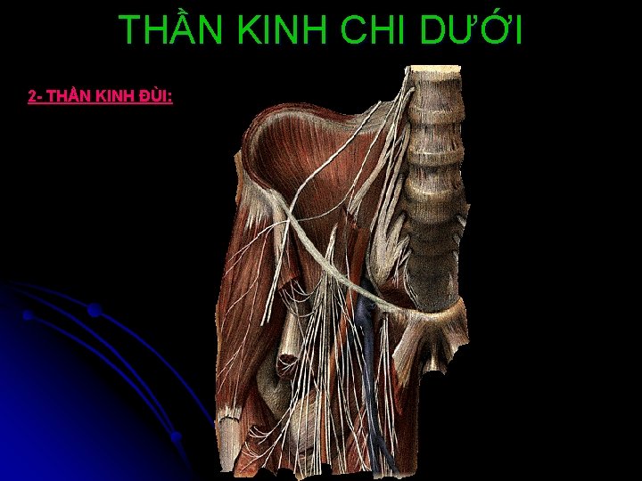 THẦN KINH CHI DƯỚI 2 - THẦN KINH ĐÙI: 