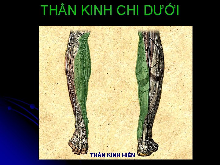 THẦN KINH CHI DƯỚI THẦN KINH HIỂN 